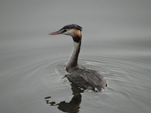 Great Crested Grebe