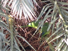 Myiopsitta monachus