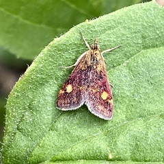 Pyrausta aurata