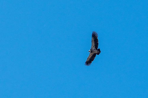 Eurasian Griffon