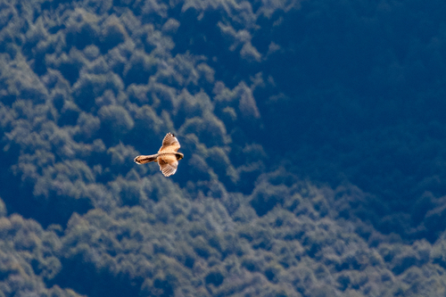 Eurasian Kestrel