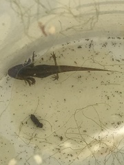 Pleurodelinae