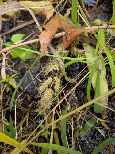 Echinochloa muricata observed 2026-09-29
