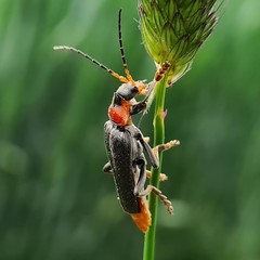 Cantharis fusca