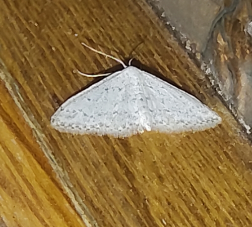 Small Dusty Wave