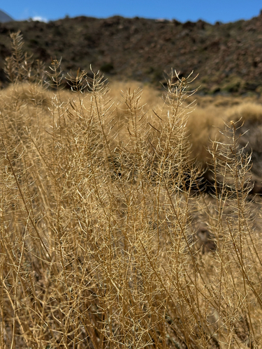 Descurainia bourgaeana, 2026-09-29