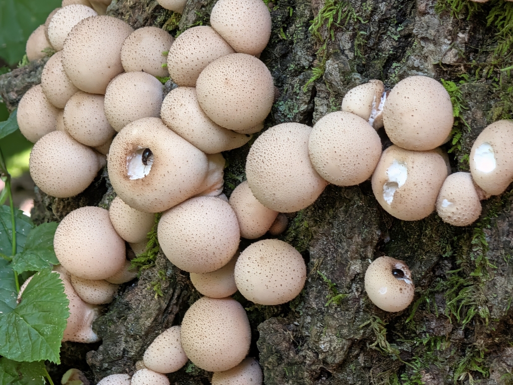 Pear-shaped Puffball · September 2026 · photo: Photo: no rights reserved · iNaturalist