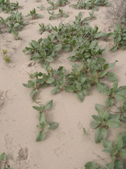 Rumex venosus