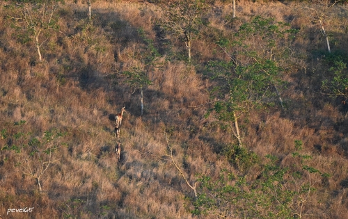 European Fallow Deer