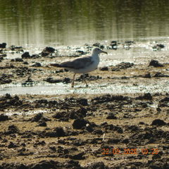 Larus fuscus barabensis