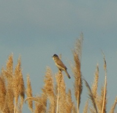 Acrocephalus agricola