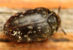 Trogoderma