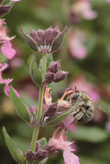 Anthophora quadrimaculata