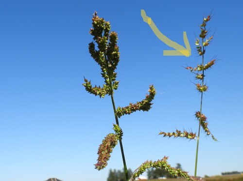 Echinochloa muricata observed 2026-09-28