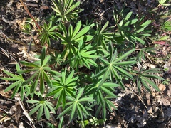 Lupinus polyphyllus