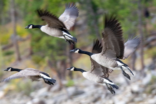 Canada Goose