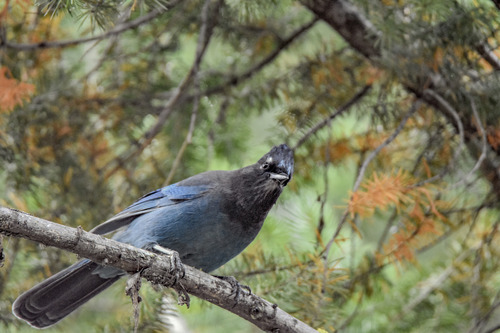 Steller's Jay