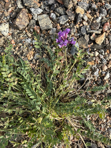 Oxytropis campestris, 2026-09-28
