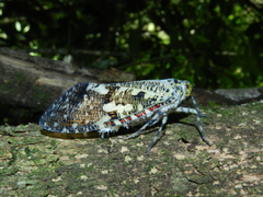 Phenax variegata