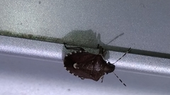 Holcostethus sphacelatus