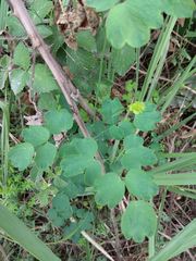 Thalictrum minus