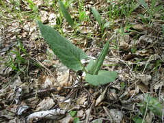 Saussurea controversa