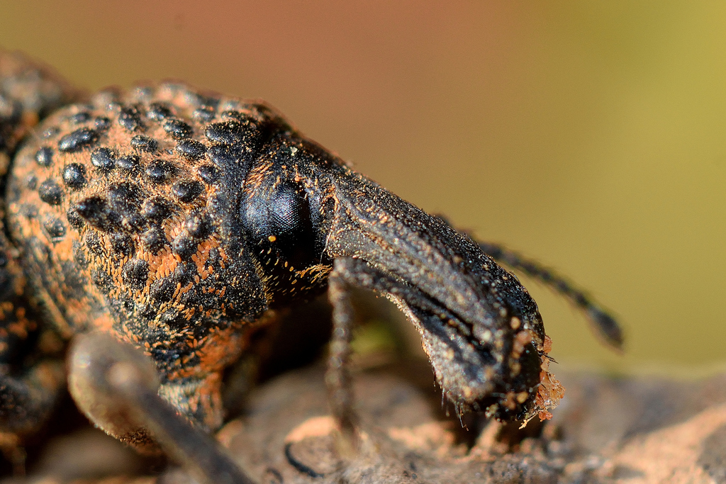 Donkeyface Weevils
