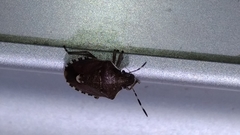 Holcostethus sphacelatus