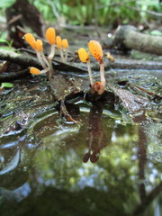 Mitrula lunulatospora