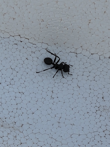 Common Giant Turtle Ant