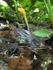 Mitrula lunulatospora