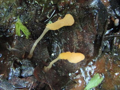 Mitrula lunulatospora