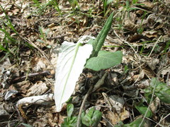 Saussurea controversa