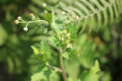 Dichrocephala integrifolia