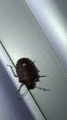 Holcostethus sphacelatus