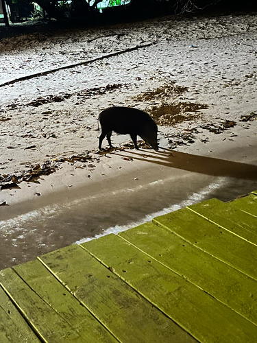 Sus scrofa