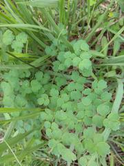Thalictrum minus