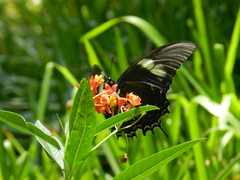 Heraclides androgeus