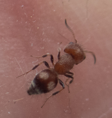 Pseudomethoca athamas