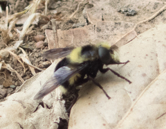 Volucella bombylans