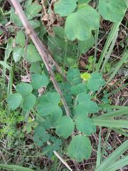 Thalictrum minus