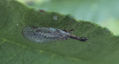 Raphidiidae