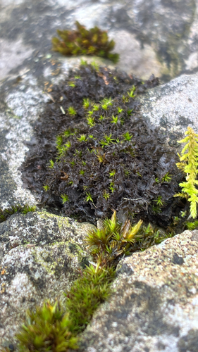 Scytinium pulvinatum observed 2026-09-29