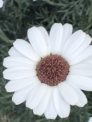 Argyranthemum frutescens
