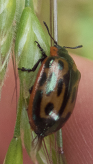 Chrysomela confluens