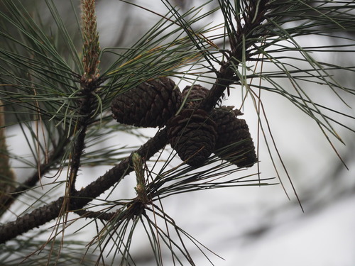 Image of Pinus taiwanensis by no rights reserved