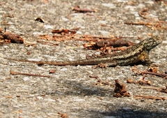 Sceloporus horridus
