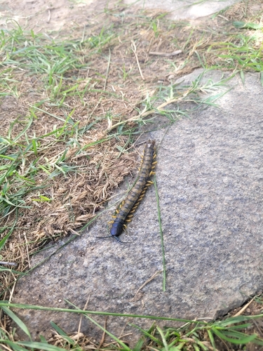 Mediterranean Banded Centipede