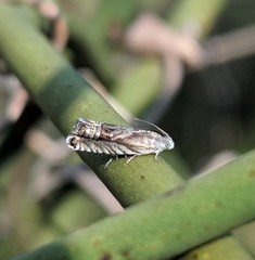 Grapholita eclipsana