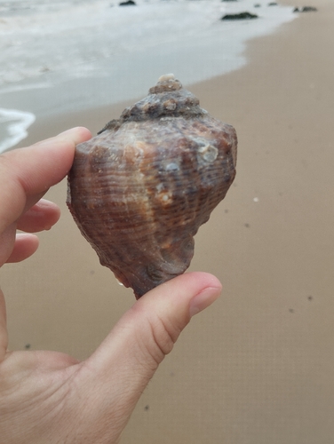 Veined Rapa Whelk